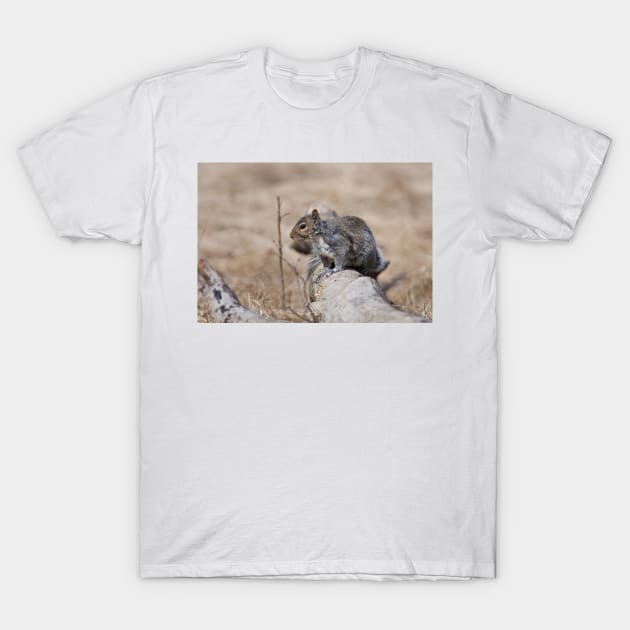 Gray Squirrel T-Shirt by jaydee1400